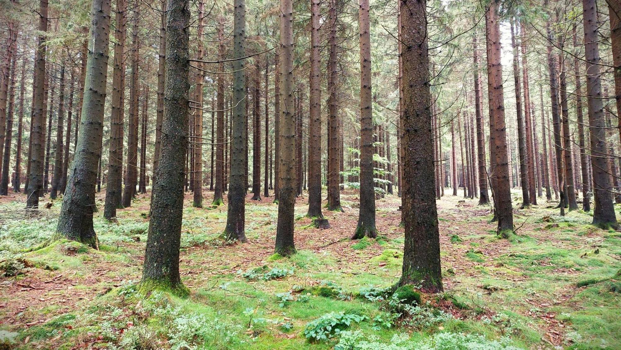 Silberborn - Weserbergland Holzminden