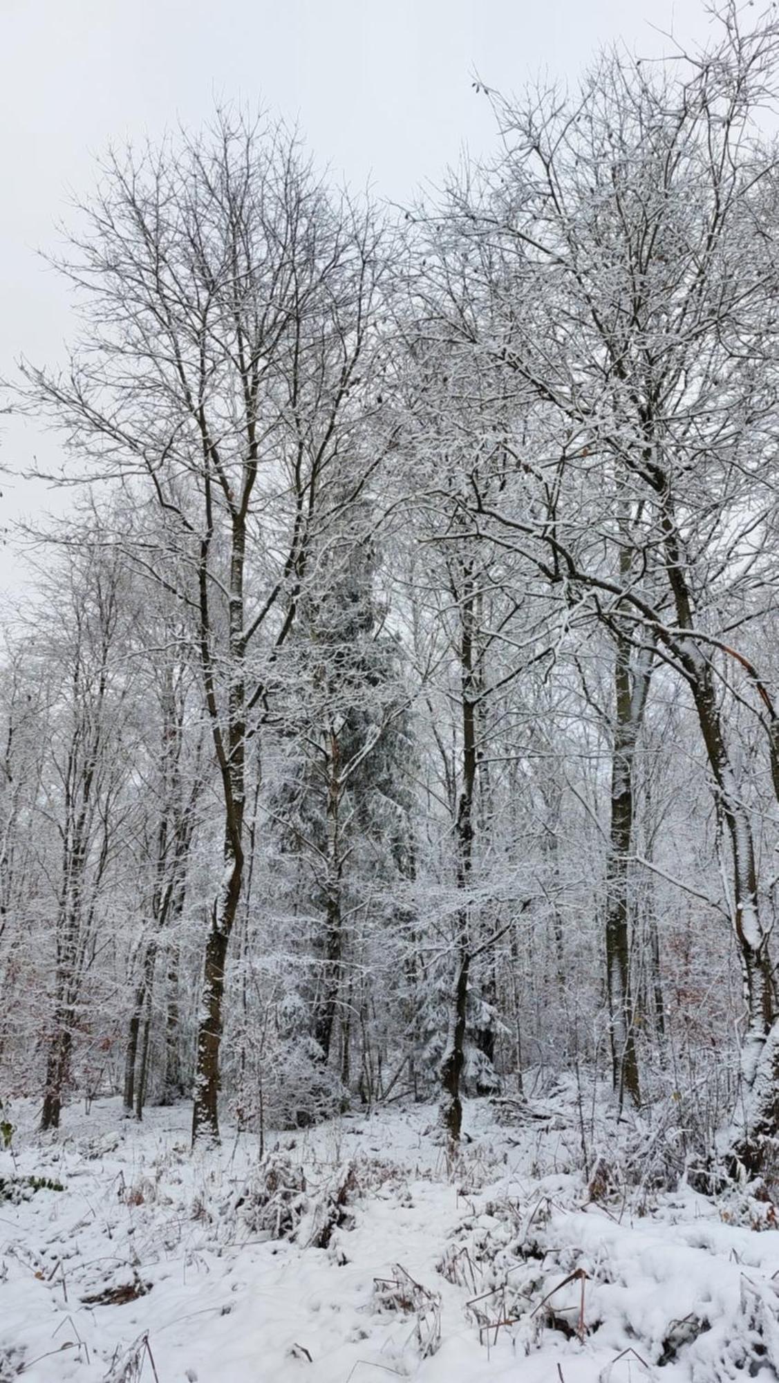 Silberborn - Weserbergland Appartamento *