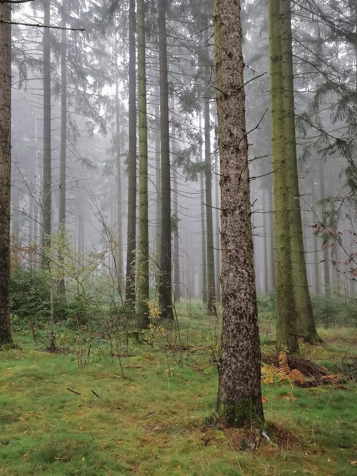 Silberborn - Weserbergland * Holzminden